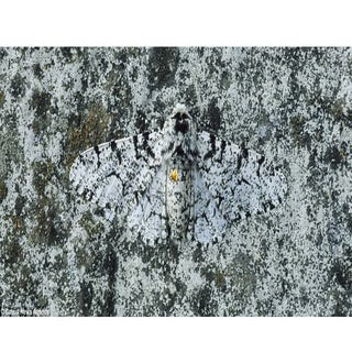 Οι "μάστερ" του καμουφλάζ