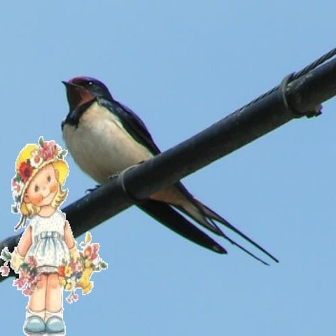 дете и лястовица