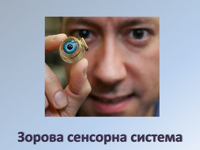 зорова сенсорна система