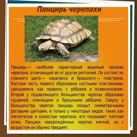 панцирь черепахи | PPT