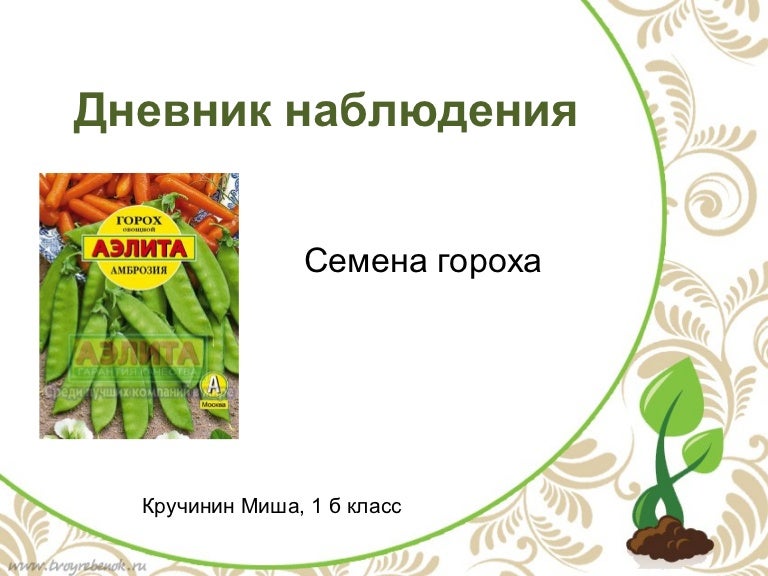 дневник прорастания семян. дневник наблюдения за растениями в детском. прорастания семян гороха биология. дневник наблюдения за фасолью. дневник прорастания семян.