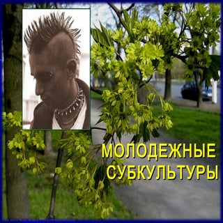 молодежная субкультура