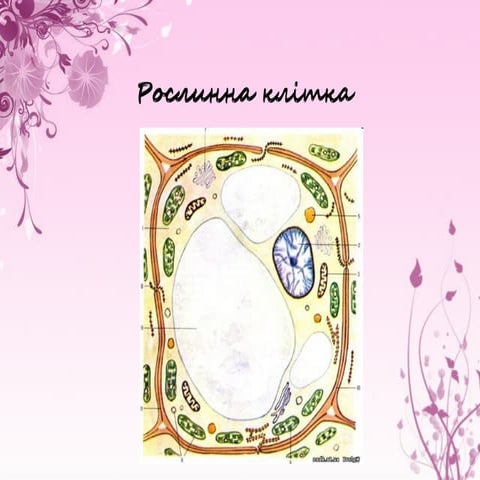 рослинна клітка