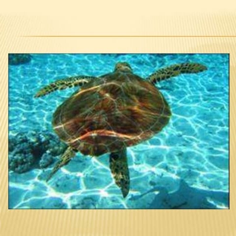 παρουσίαση βικυ