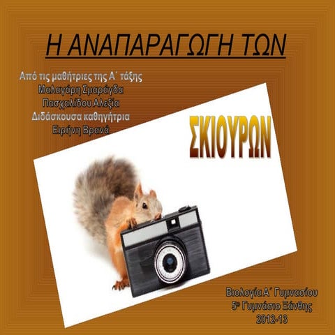 Σκίουροι  Αναπαραγωγή