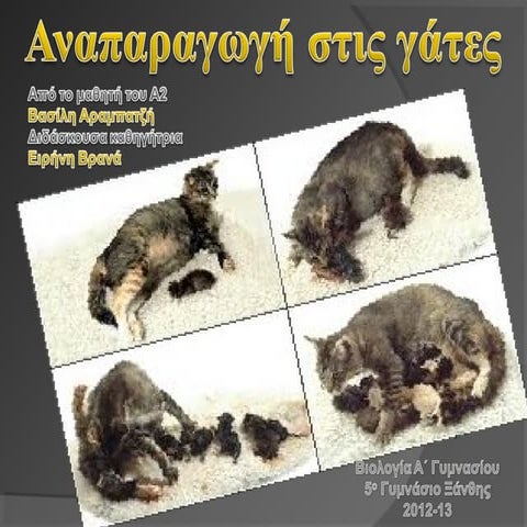 Αναπαραγωγή γάτας