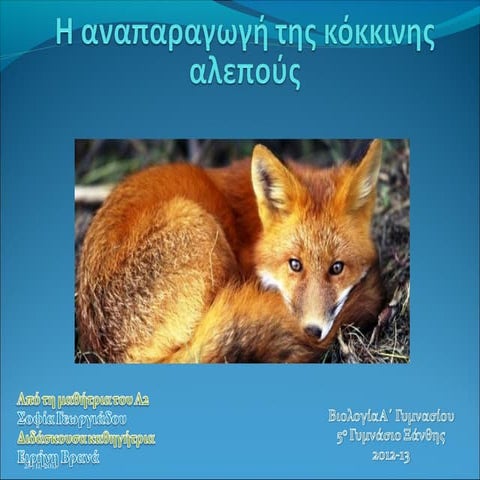 Η αναπαραγωγη της κοκκινης αλεπους