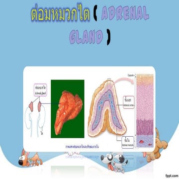 ต่อมหมวกไต