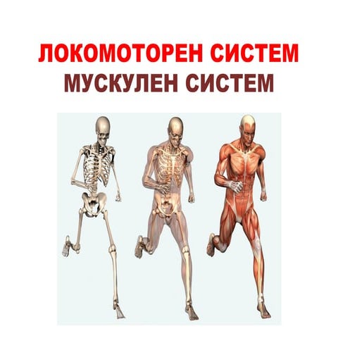 Локомоторен систем, Мускулен систем | PPT