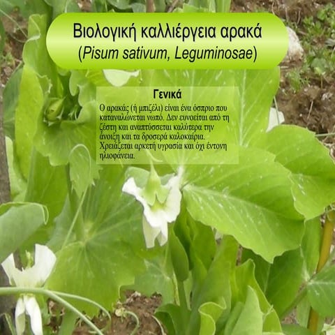 καλλιεργεια αρακα