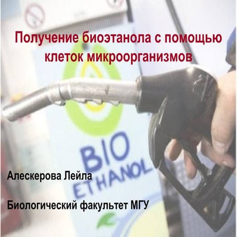 алескерова