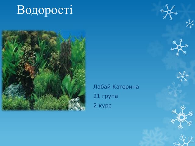 водорості