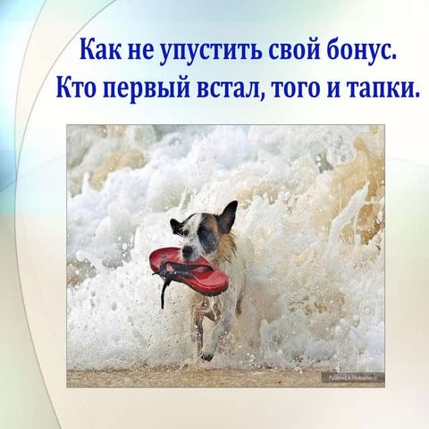 Как не упустить свой бонус. Кто первый встал, того и тапки. Анастасия Кузьмин...