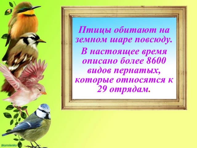 Удивительный мир птиц