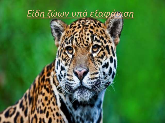 κολοκούβαρου