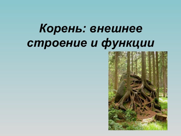 Готов какой корень. Какой корень отмечен на картинке. Корни предков картинки. Охотничьего какой корень.