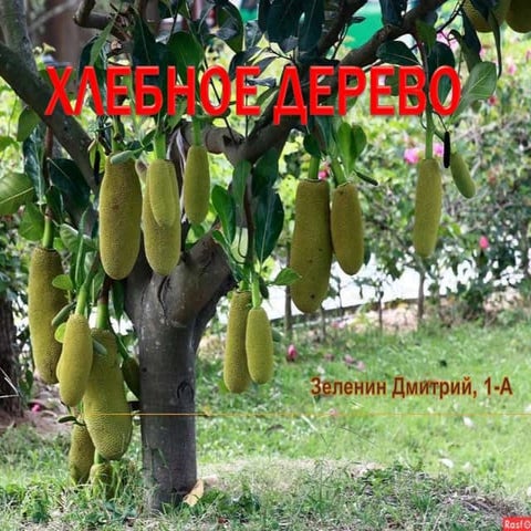 хлебное дерево зеленин дмитрий | PPT