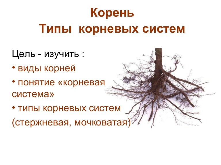 корень