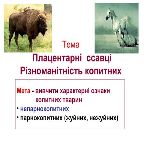 плацентарні ссавці | PPT