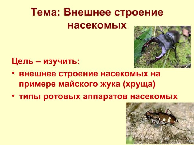 Майский жук