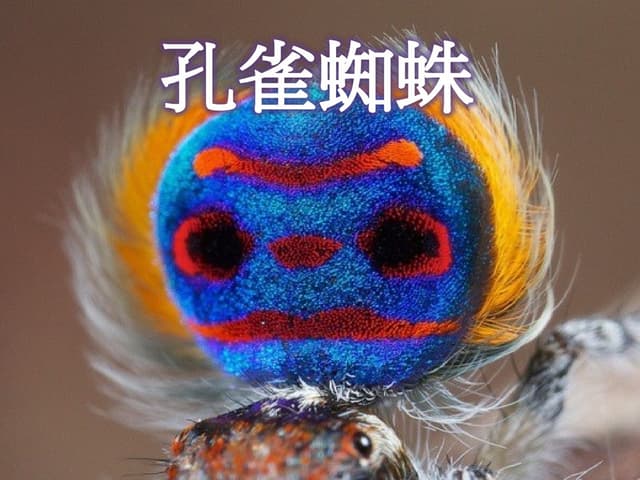 孔雀蜘蛛