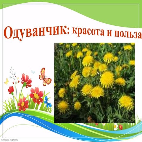 одуванчики Галушко