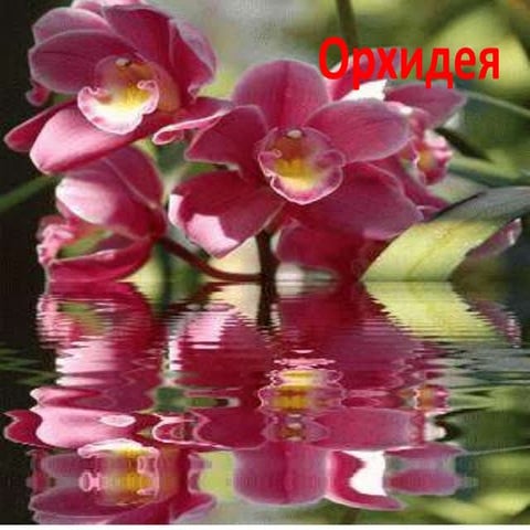 орхидея  Убизский