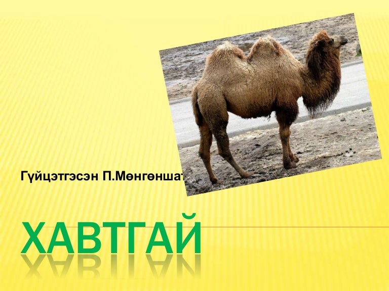 хавтгай.