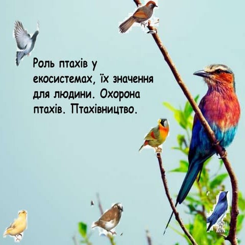 Різноманітність птахів