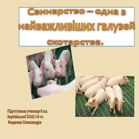 свинарство – одна з найважливіших галузей скотарства