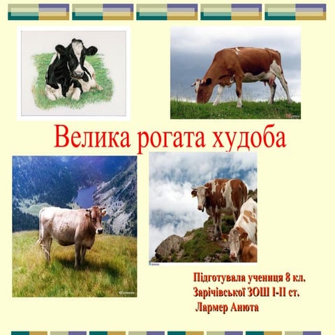 велика рогата худоба