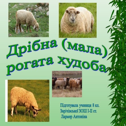 вівчарство