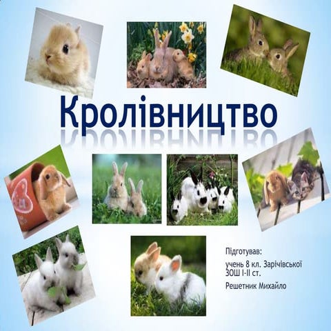 кролівництво