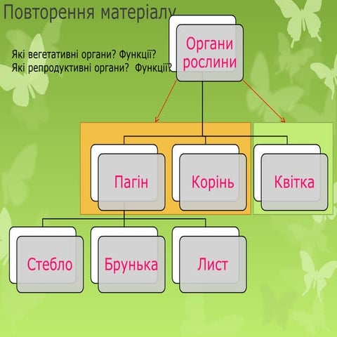 зовнішня будова листа