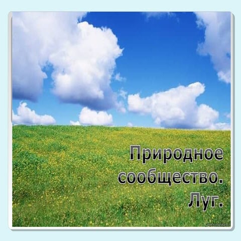 природное сообщество луг | PPT