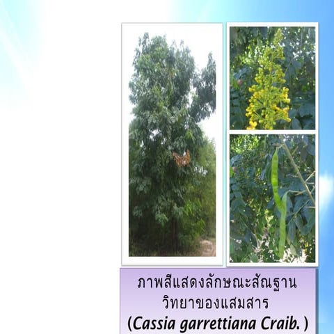 พันธุ์ไม้ในสวนพฤกษศาสตร์โรงเรียนจตุรพักตรพิมานรัชดาภิเษก