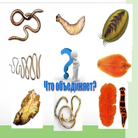 плоские черви | PPT