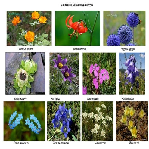 Монгол орны зарим ургамлууд