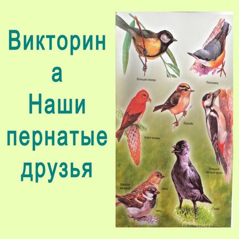 викторина наши пернатые друзья | PPT