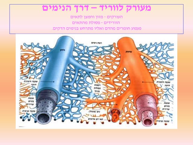 מעורק לווריד – דרך הנימים