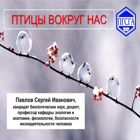 Птицы вокруг нас