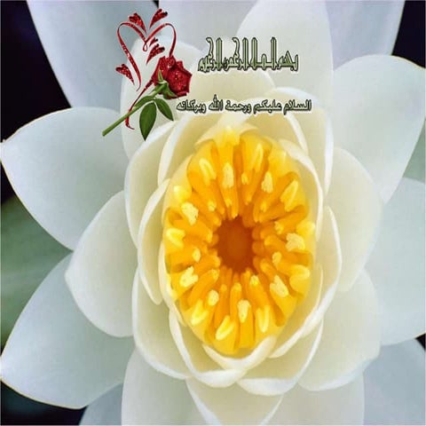 أثر المنبهات والمسهرات  على الذاكرة والصحة العامة للفرد