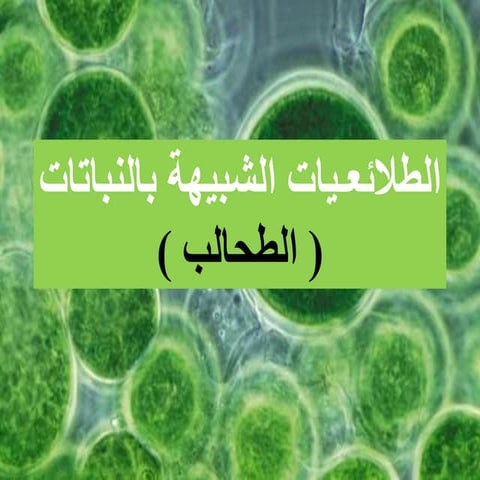 درس الطحالب