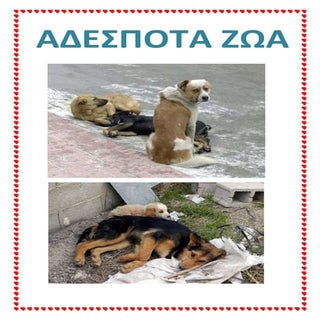 αδεσποτα ζωα δημητρα λυριτσακη