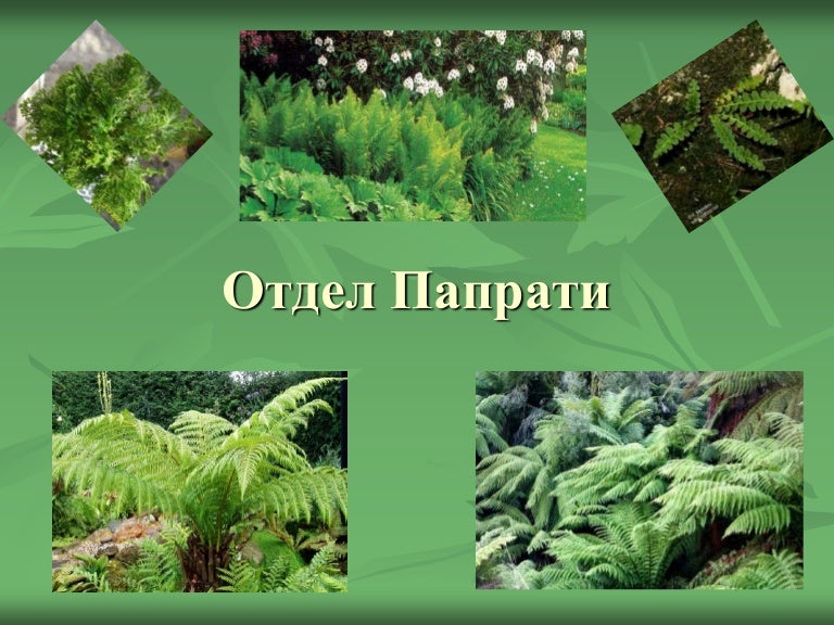папратови растения