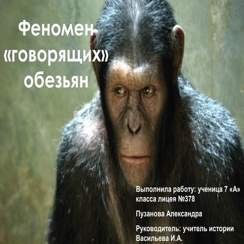 феномен «говорящих» обезьян | PPT
