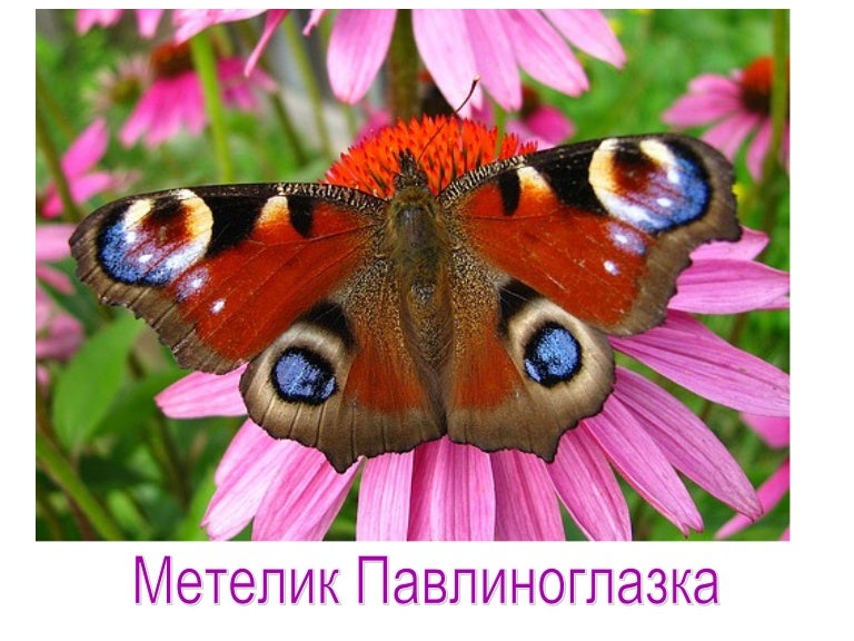 метелик