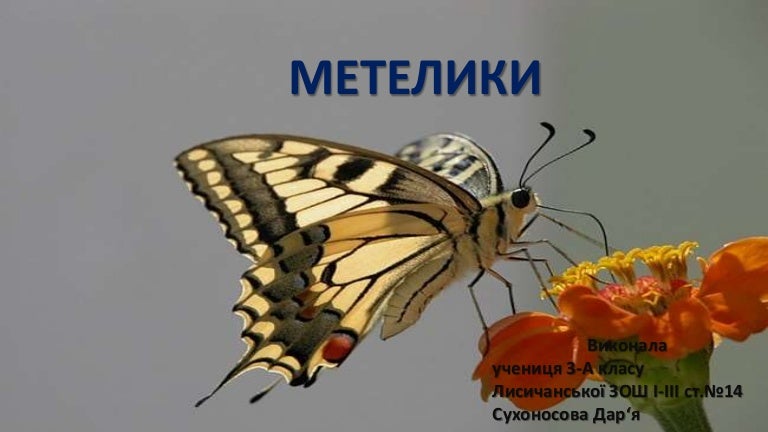 метелики