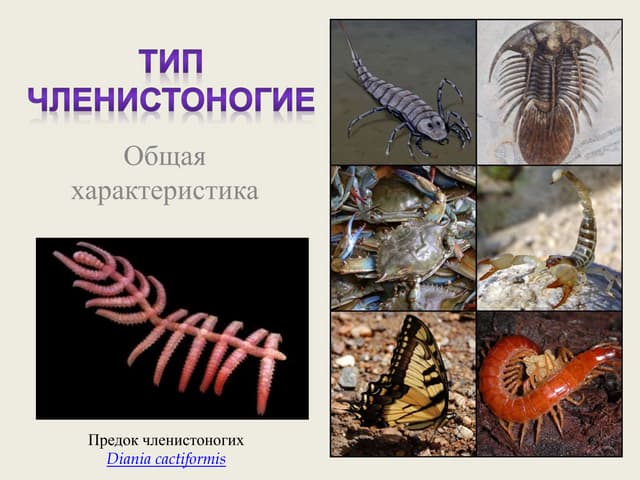 какие черви членистоногие