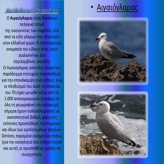 Απειλούμενα είδη πουλιών